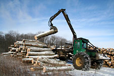 Arbor North :: Logs (on left) and Firewood (on right)