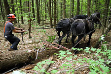 Arbor North :: Pulling Logs to Skidway