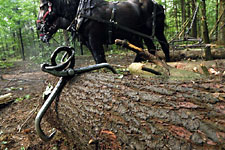 Arbor North :: Tongs Secured